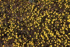 Rhynchopsidium pumilum