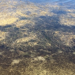 Zostera capricorni