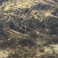 Zostera capricorni