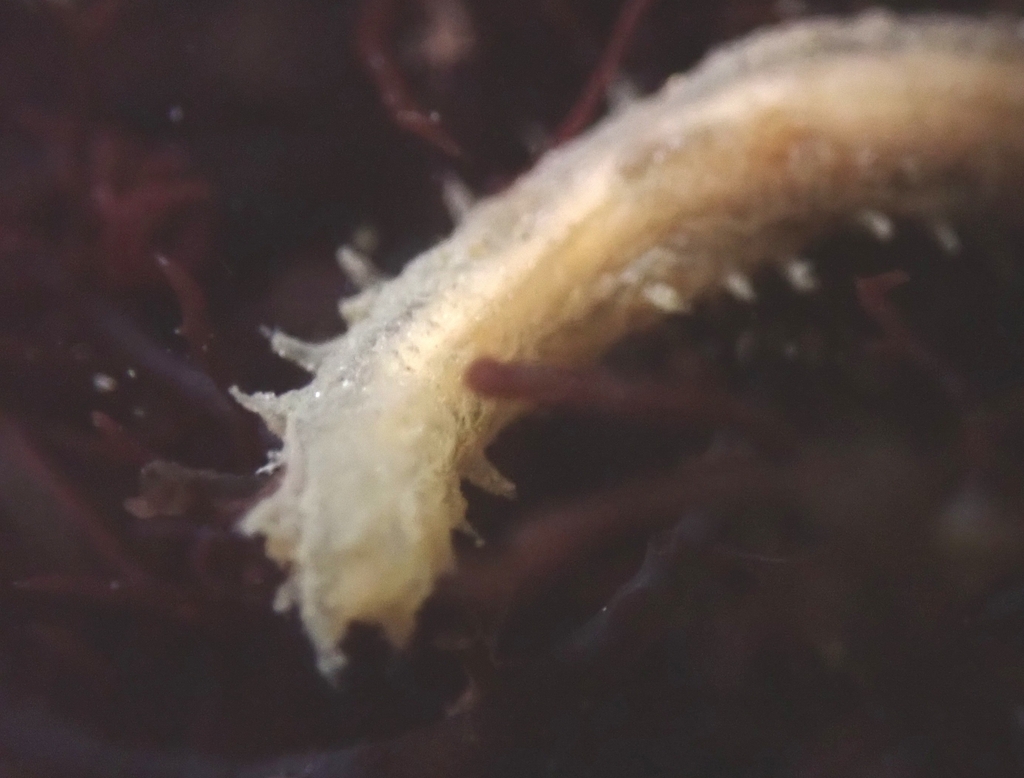 Flabelligera infundibularis