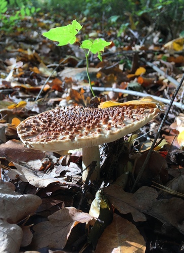 Freckled Dapperling