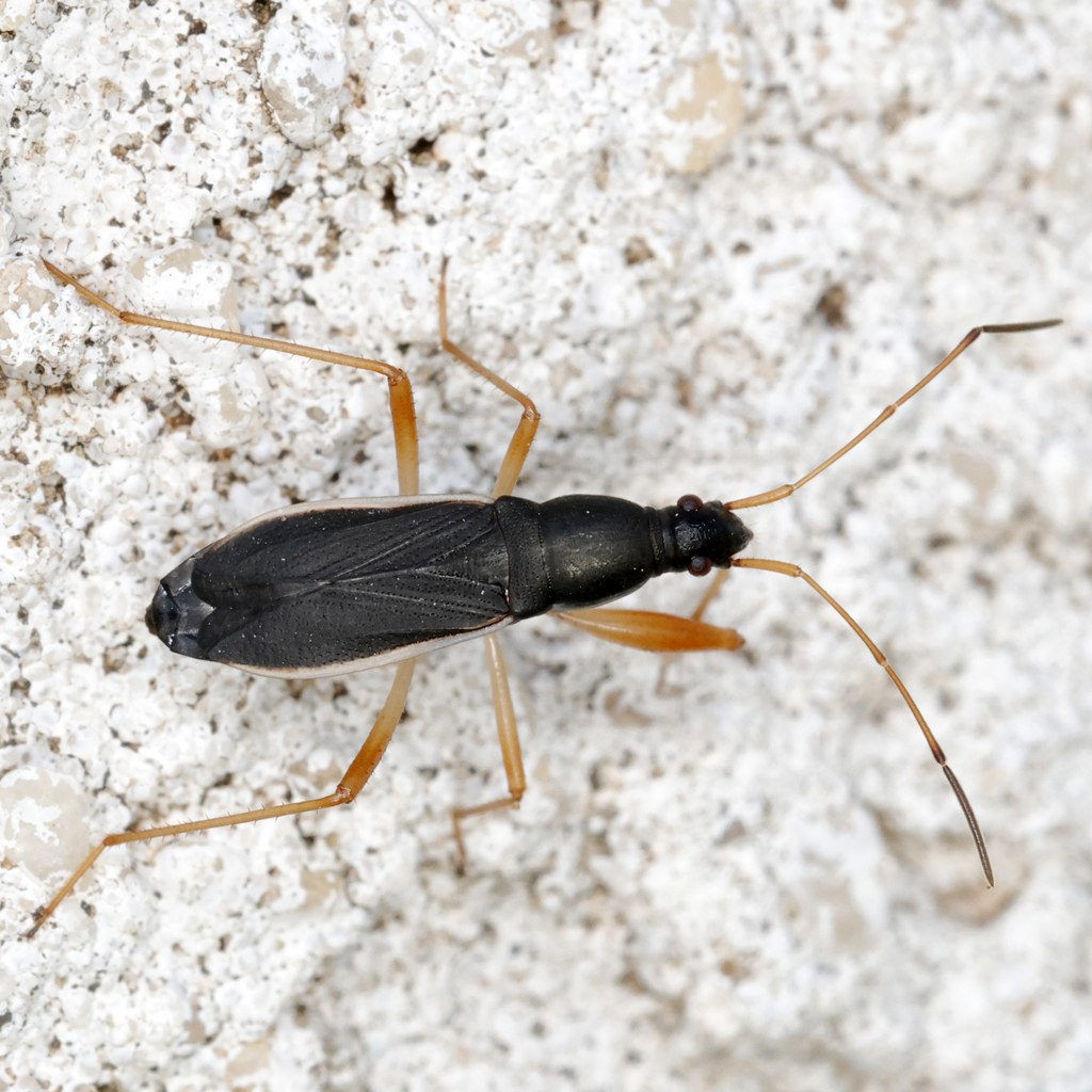 Martian Seed Bug