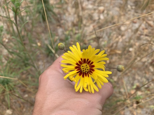 Madia elegans