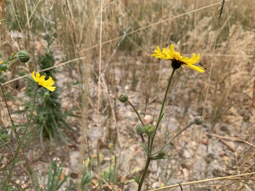 Madia elegans