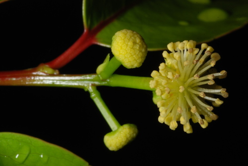 Flacourtia indica