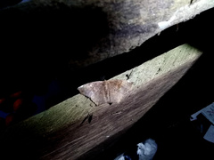 Paragonia cruraria