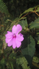 Impatiens platypetala