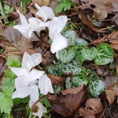 Cyclamen