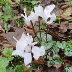 Cyclamen