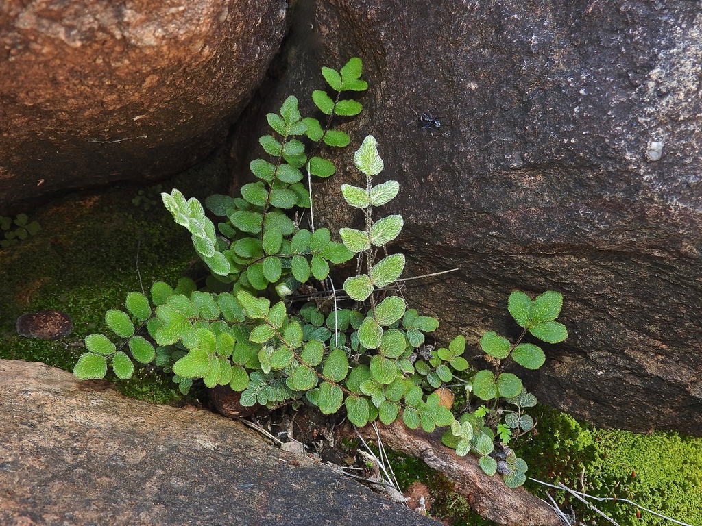 Pellaea reynoldsii