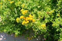 Oncosiphon sabulosus