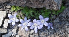 Campanula cenisia