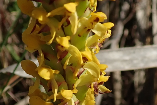 Image of Golden Cob Disa by no rights reserved