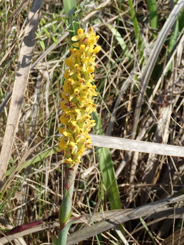 Image of Golden Cob Disa by no rights reserved
