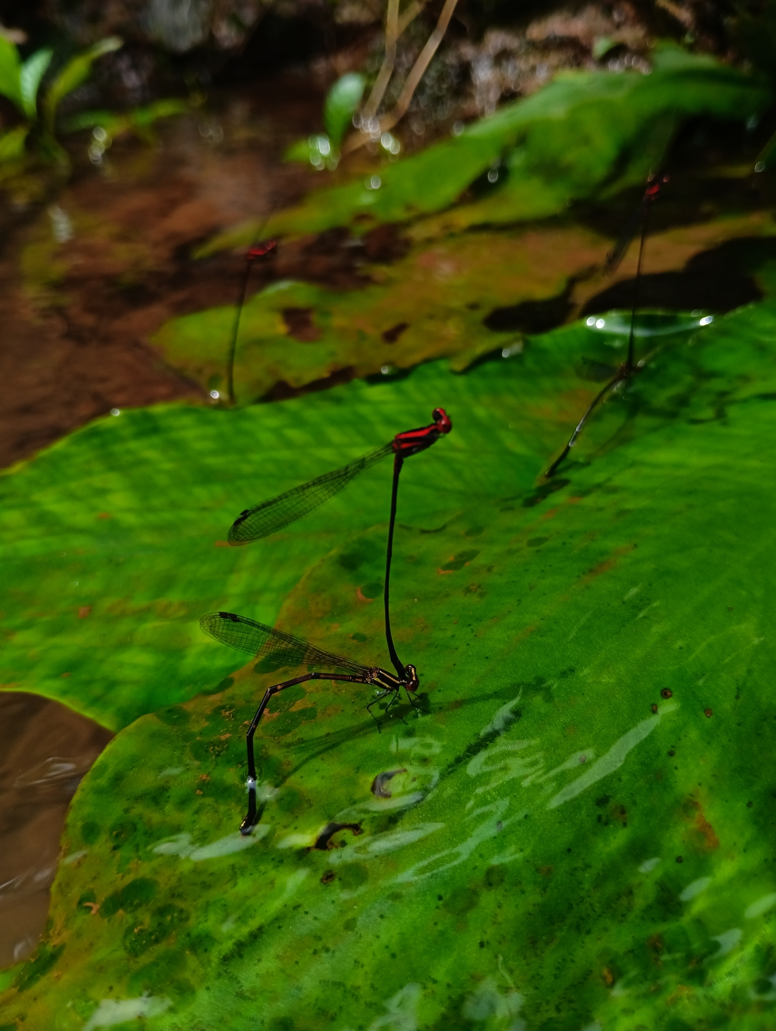 Malabar Threadtail