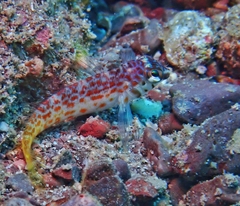 Mexican Margarita Blenny photo 4
