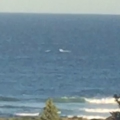 Megaptera novaeangliae