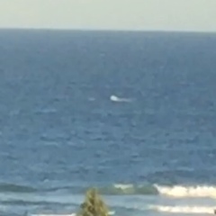 Megaptera novaeangliae