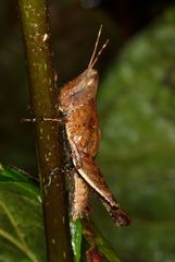 Maculiparia rotundata