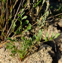 Lichtensteinia obscura