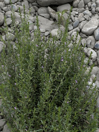 Drummond's false pennyroyal (Hedeoma drummondii)