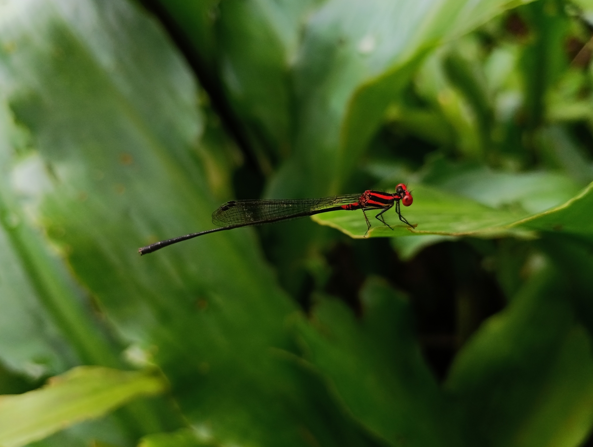 Malabar Threadtail