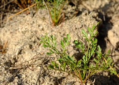 Lichtensteinia obscura