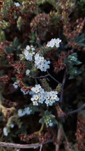 Wavy heliotrope (Heliotropium ramosissimum)