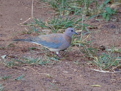 Streptopelia senegalensis