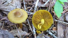 Cortinarius incognitus