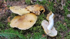 Cortinarius polymorphus