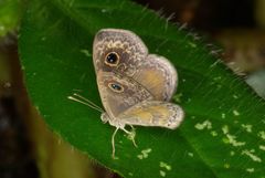 Perophthalma tullius