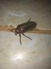 Polytomus marginatus