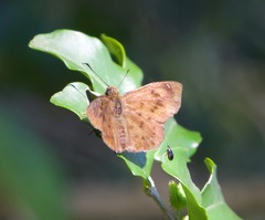 Eagris nottoana