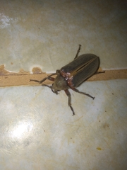 Polytomus marginatus