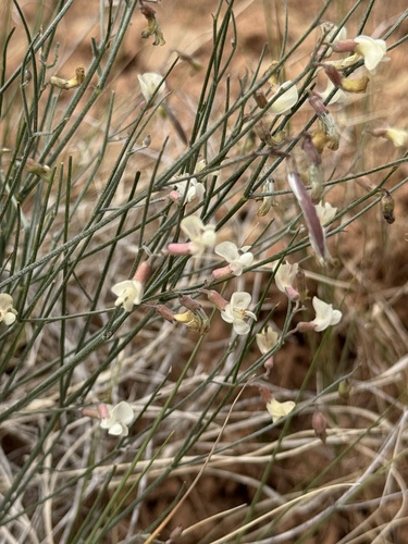 Lesser Rushy Milkvetch (Astragalus convallarius)