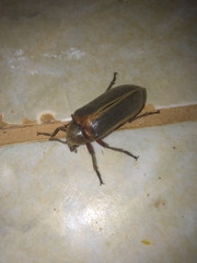 Polytomus marginatus