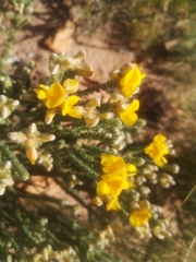 Aspalathus triquetra