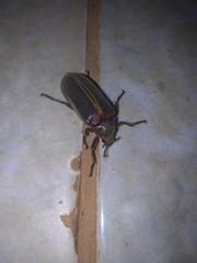 Polytomus marginatus