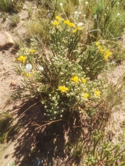 Aspalathus triquetra