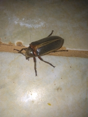 Polytomus marginatus