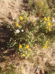 Aspalathus triquetra