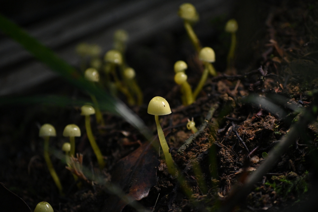 Gloioxanthomyces chromolimoneus · July 2025 · photo: © naturalist132890 (iNaturalist, CC)