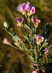 Podalyria microphylla