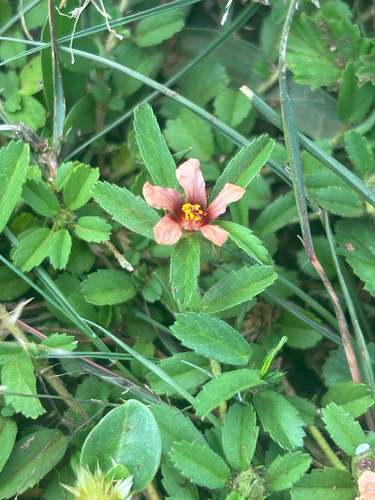 Sida ciliaris observed 2025-07-27
