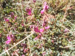Indigofera humifusa
