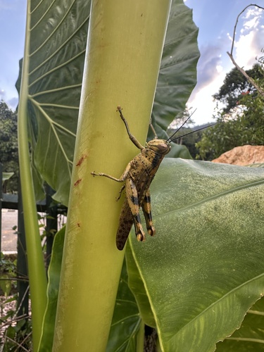 Javanese Grasshopper