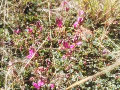 Indigofera humifusa