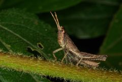 Maculiparia rotundata