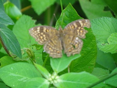 Junonia chorimene